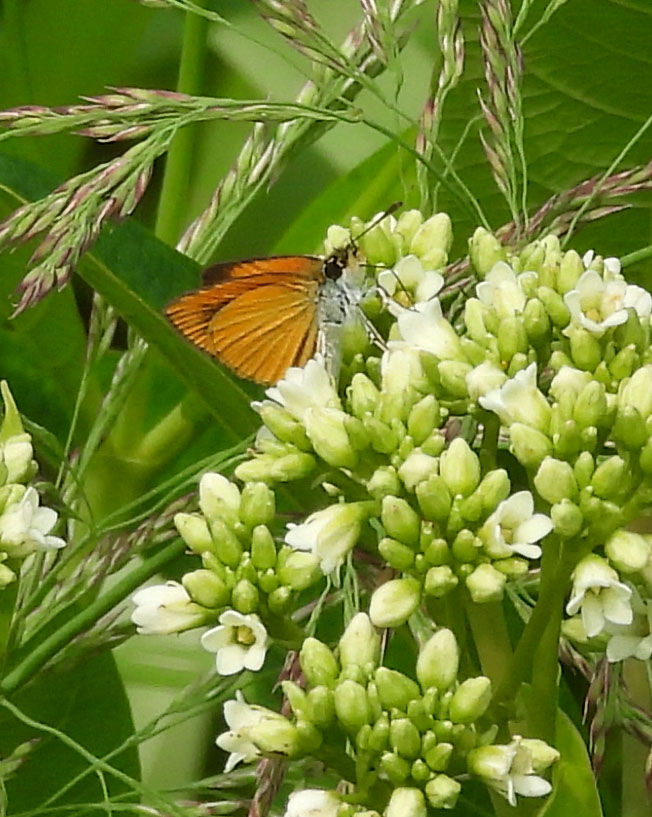 Photo of a Least Skipper at Rattray Marsh on NaturalCrooksDotCom