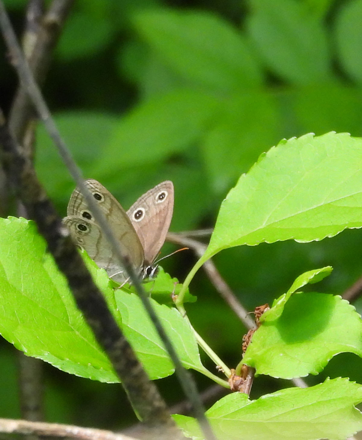 photo of a Litle Wood Satyr at Rattray Marsh on NaturalCrooksDotCom