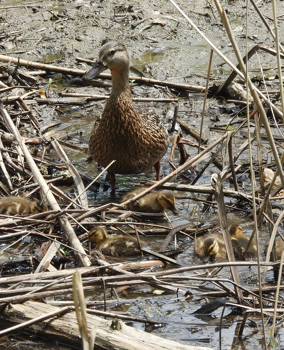 photo of Mallard Family at Rattray Marsh on NaturalCrooksDotCom