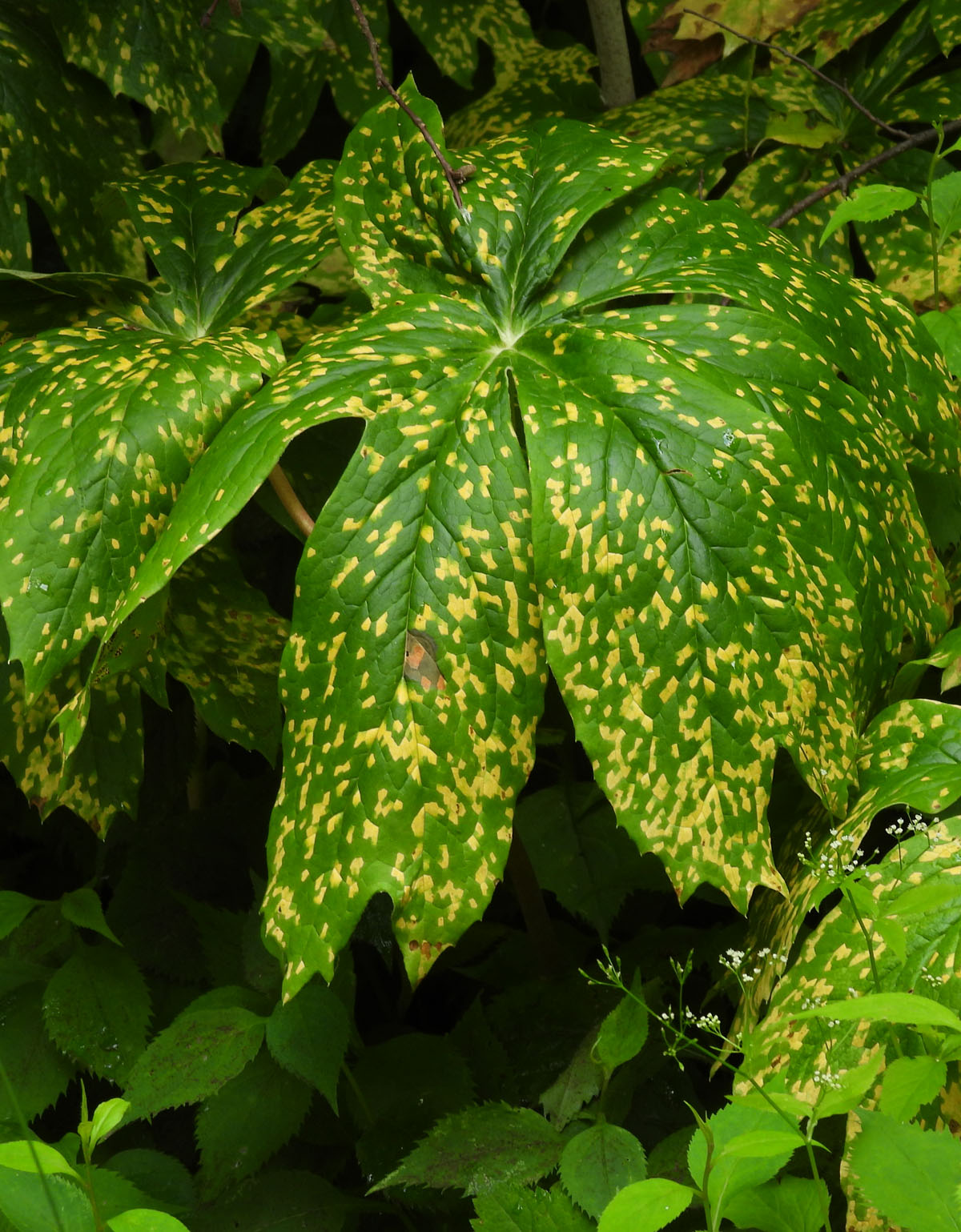 photo of a Mayapple leaf with Yellow Spots at Rattray Marsh on NaturalCrooksDotCom