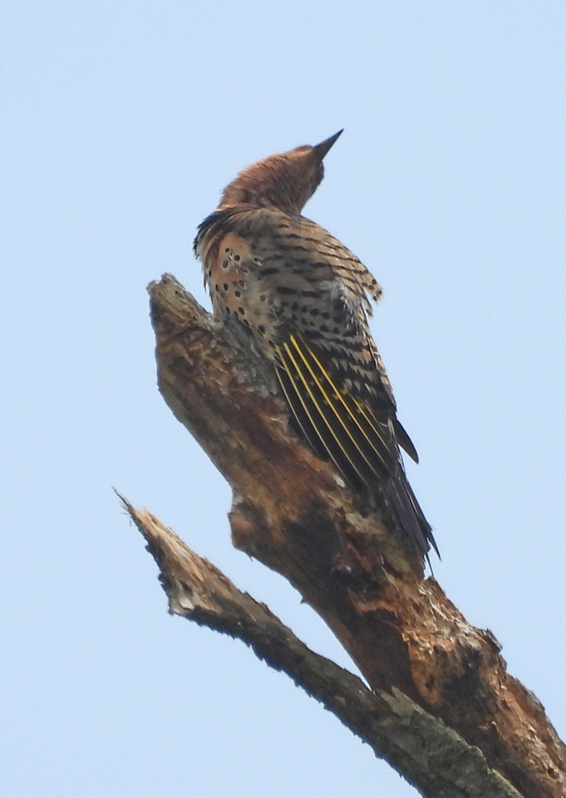 photo of a Northern Flicker after a Bath at Rattray Marsh on NaturalCrooksDotCom
