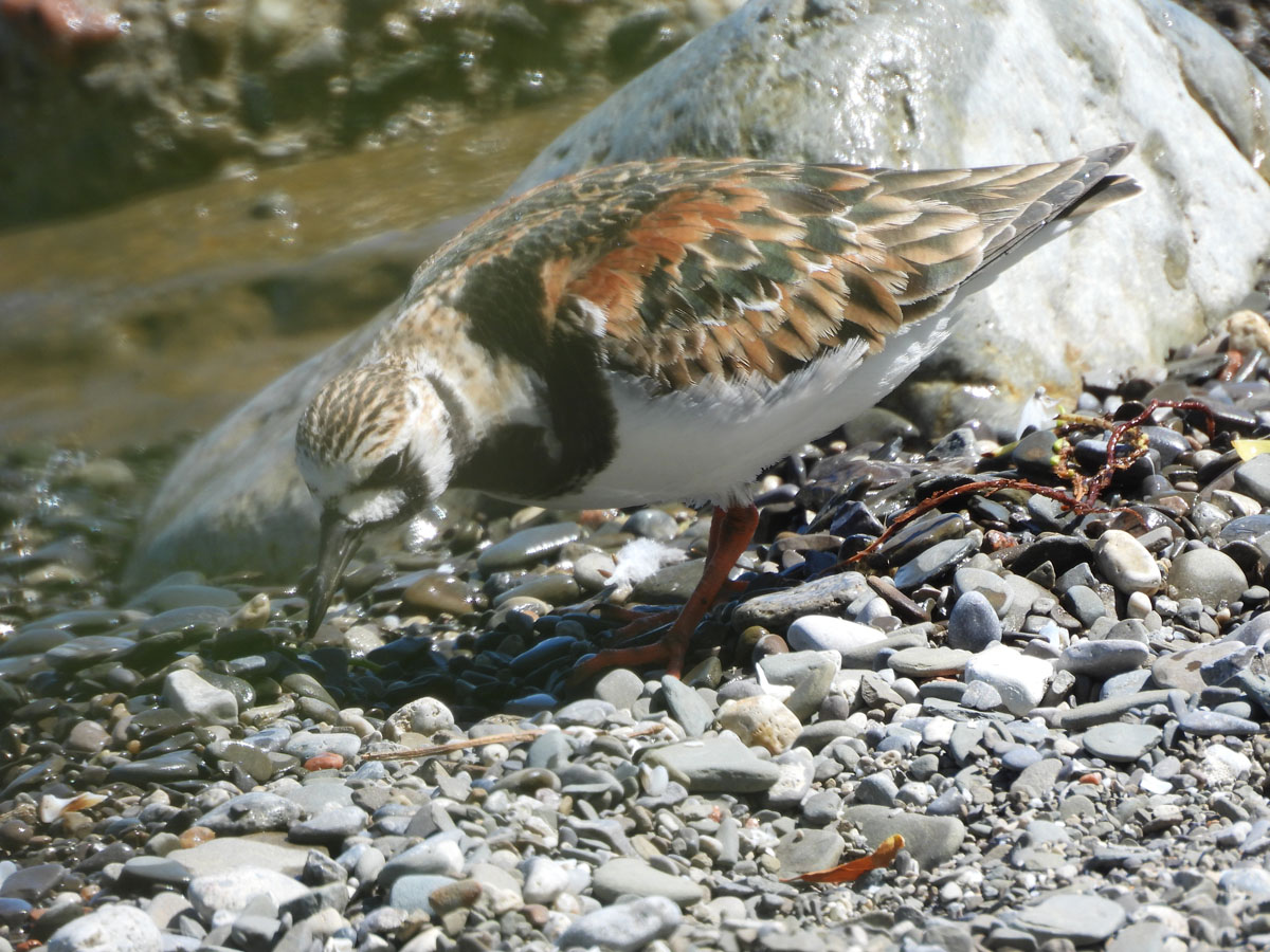 photo of a Ruddy Turnstone 1 at Lakeside Park on NaturalCrooksDotCom