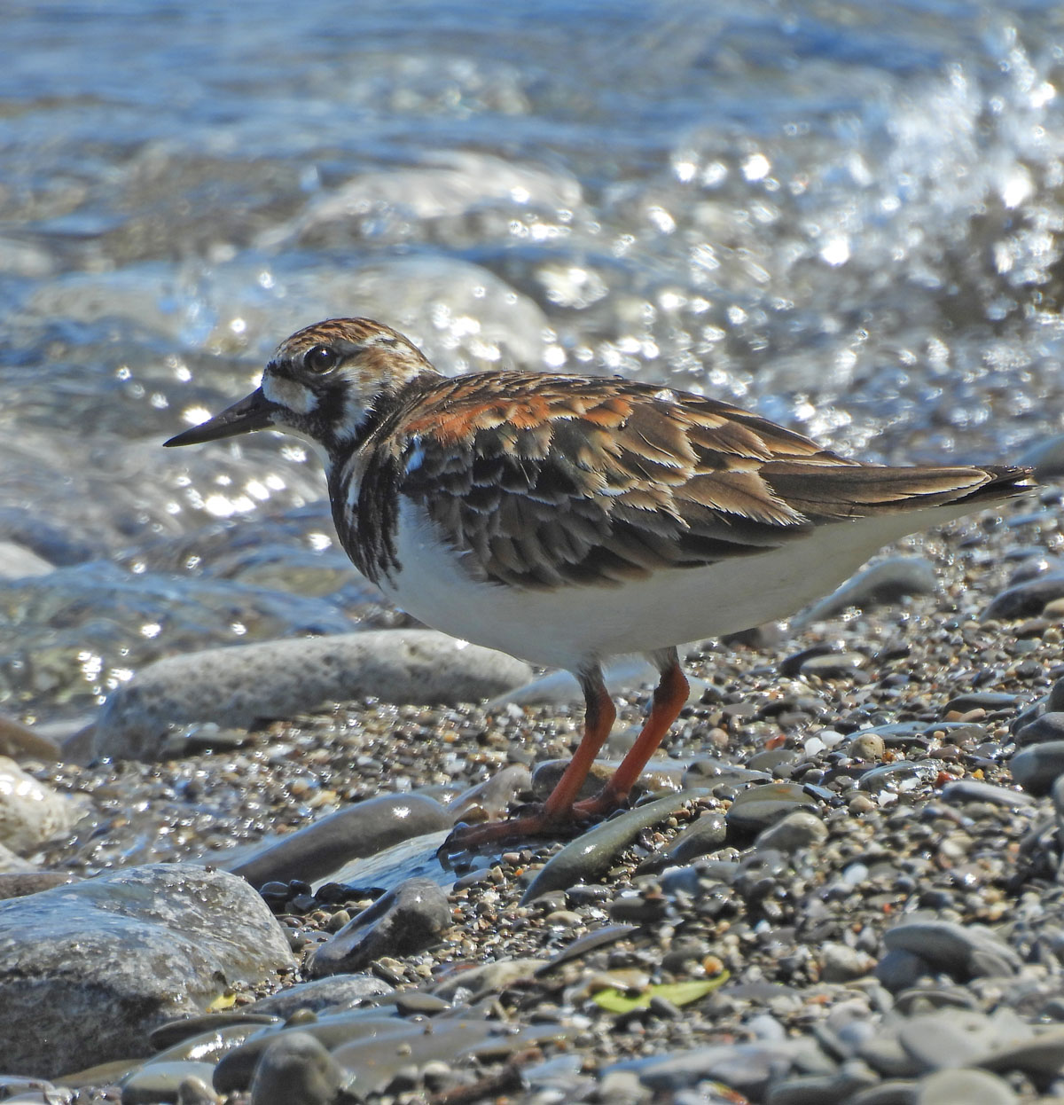 photo of Ruddy Turnstone 2 at Lakeside Park on NaturalCrooksDotCom