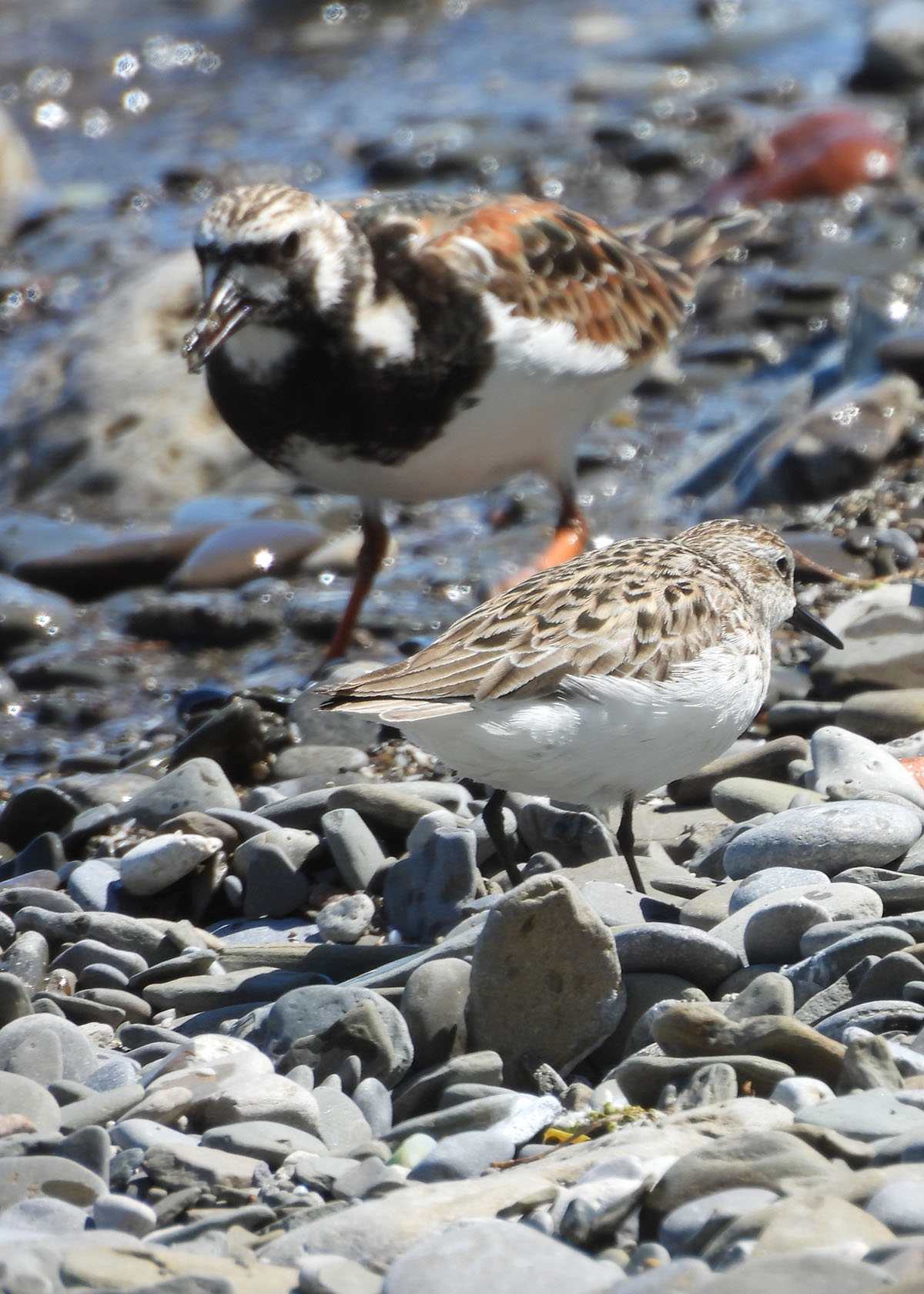 photo of Ruddy Turnstone and Sandpiper at Lakeside Park on NaturalCrooksDotCom
