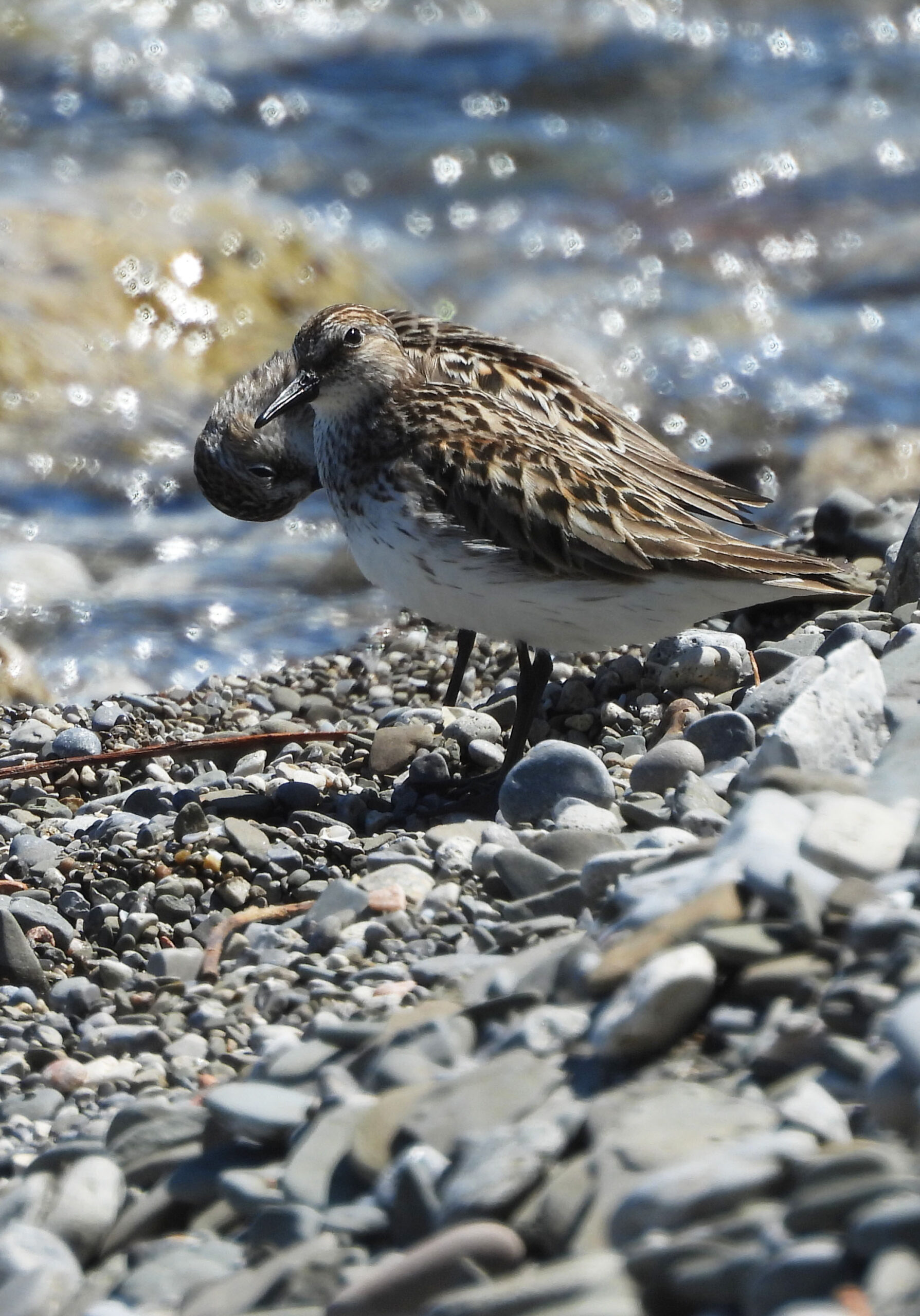 photo of a Sandpiper 2 at Lakeside Park on NaturalCrooksDotCom