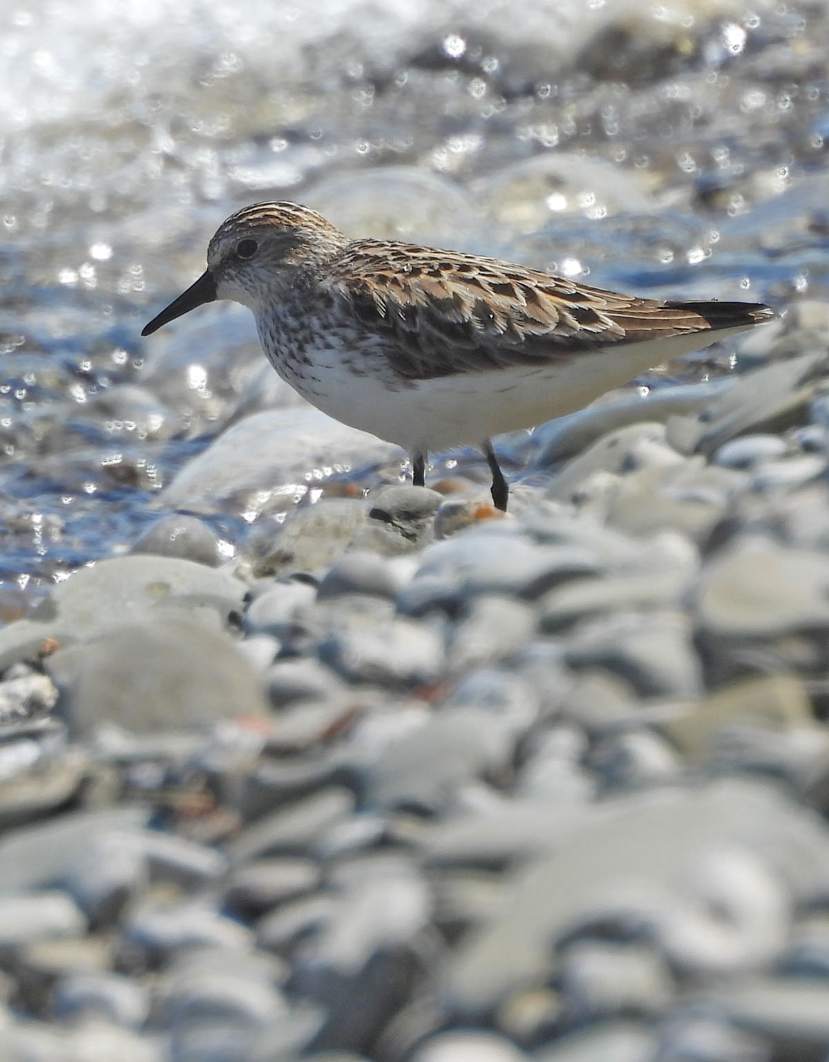 photo of a Semipalmated Sandpiper 3 at Lakeside Park on NaturalCrooksDotCom