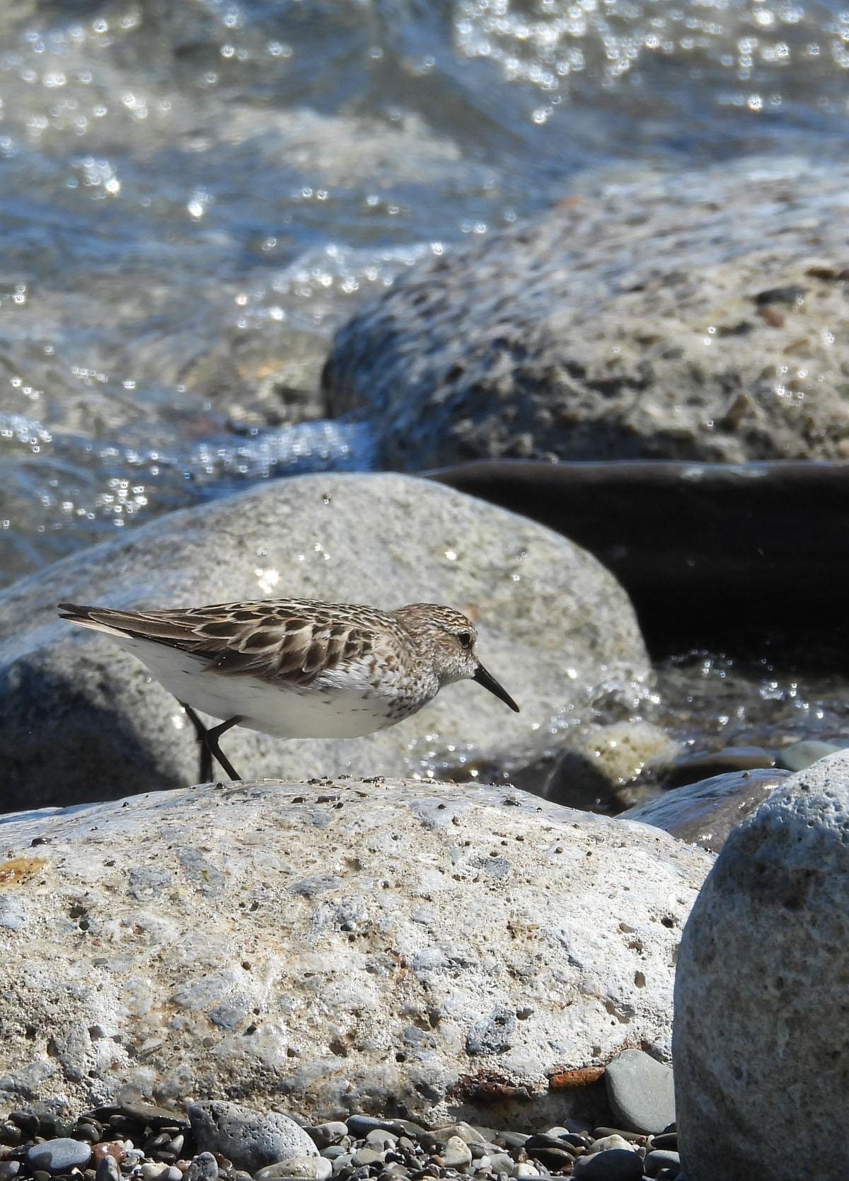 photo of a Semipalmated Sandpiper at Lakeside Park on NaturalCrooksDotCom