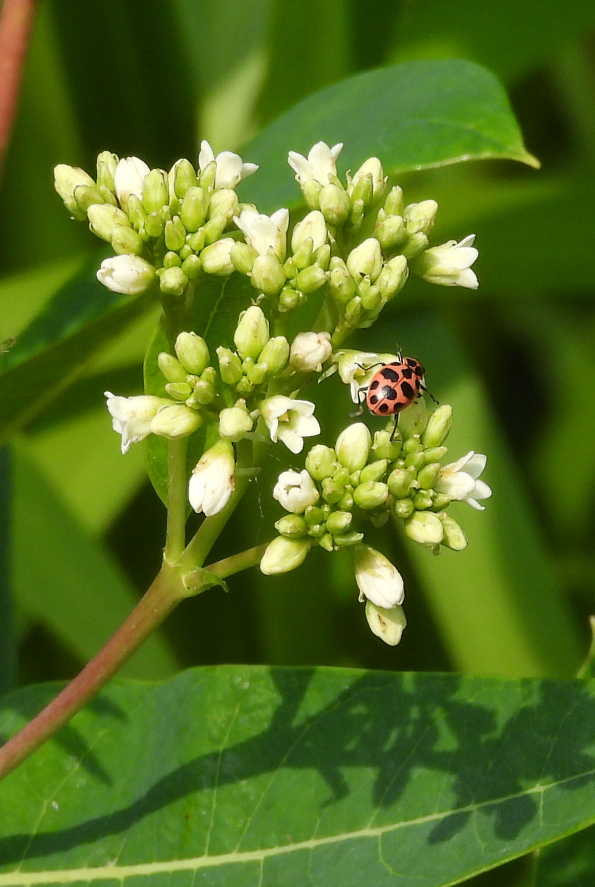 photo of a Spotted Pink Ladybeetle at Rattray Marsh on NaturalCrooksDotCom