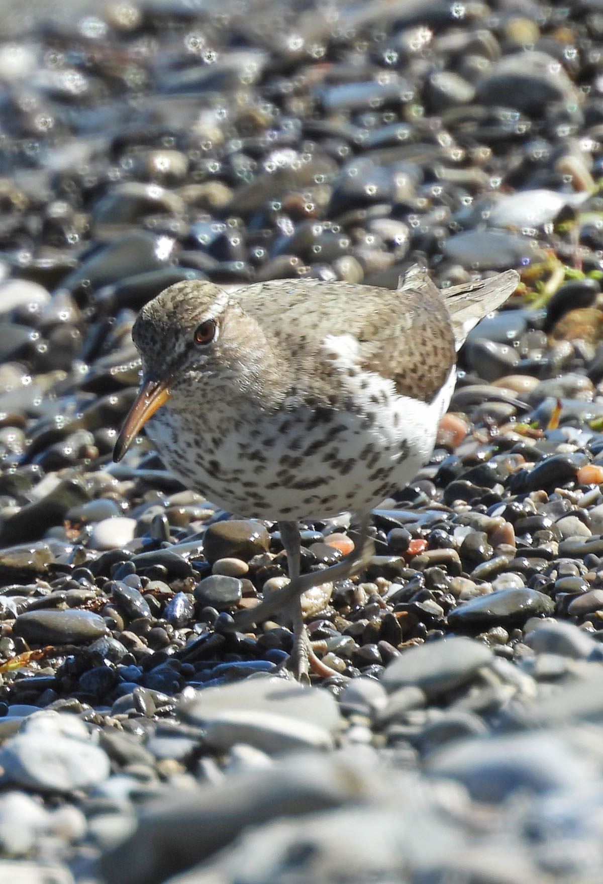 photo of a Spotted Sandpiper at Lakeside Park on NaturalCrooksDotCom